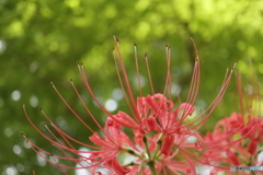 彼岸花9
