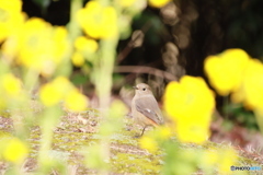 菜の花の向こうに。