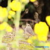 菜の花の向こうに。