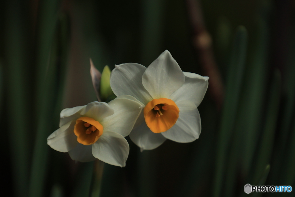 木陰のスイレン