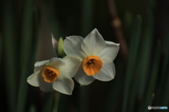 木陰のスイレン