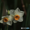 木陰の水仙