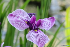 621菖蒲9