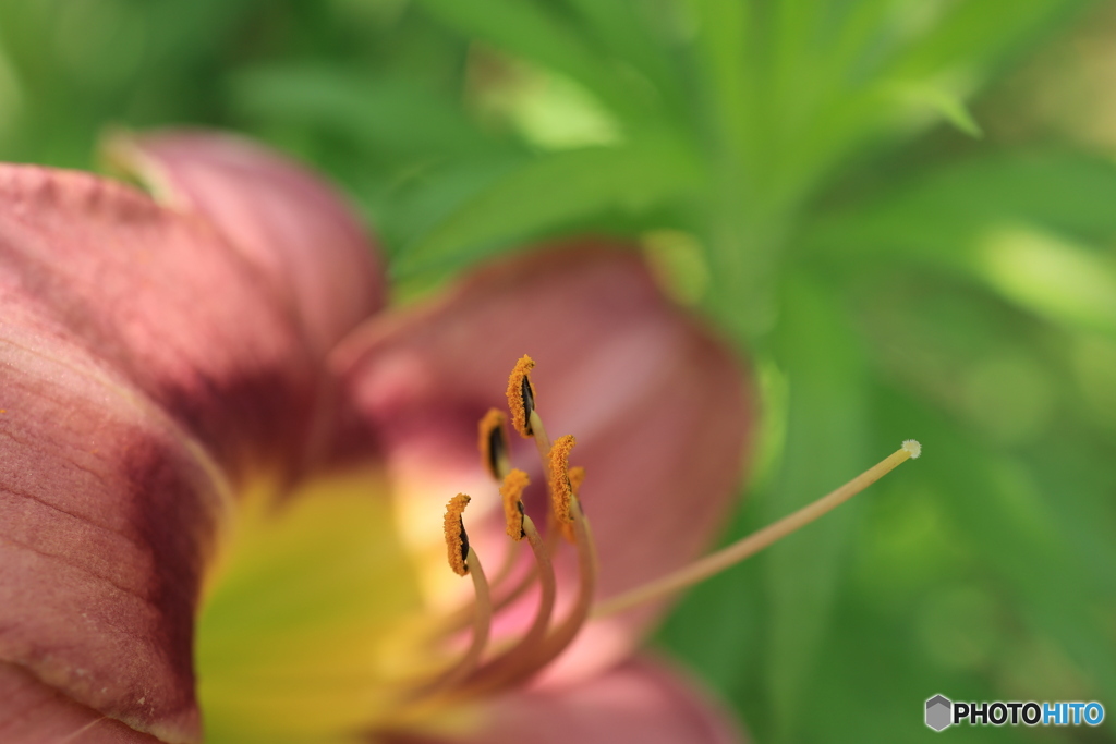 花弁4
