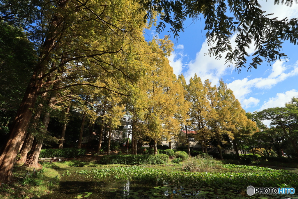 離宮公園の池面から