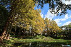 離宮公園の池面から