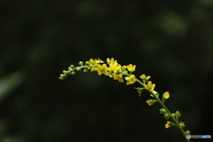 アーチ