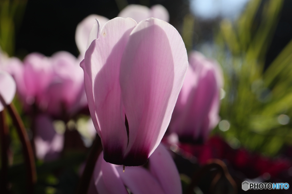 朝日にシクラメン3