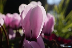 朝日にシクラメン3