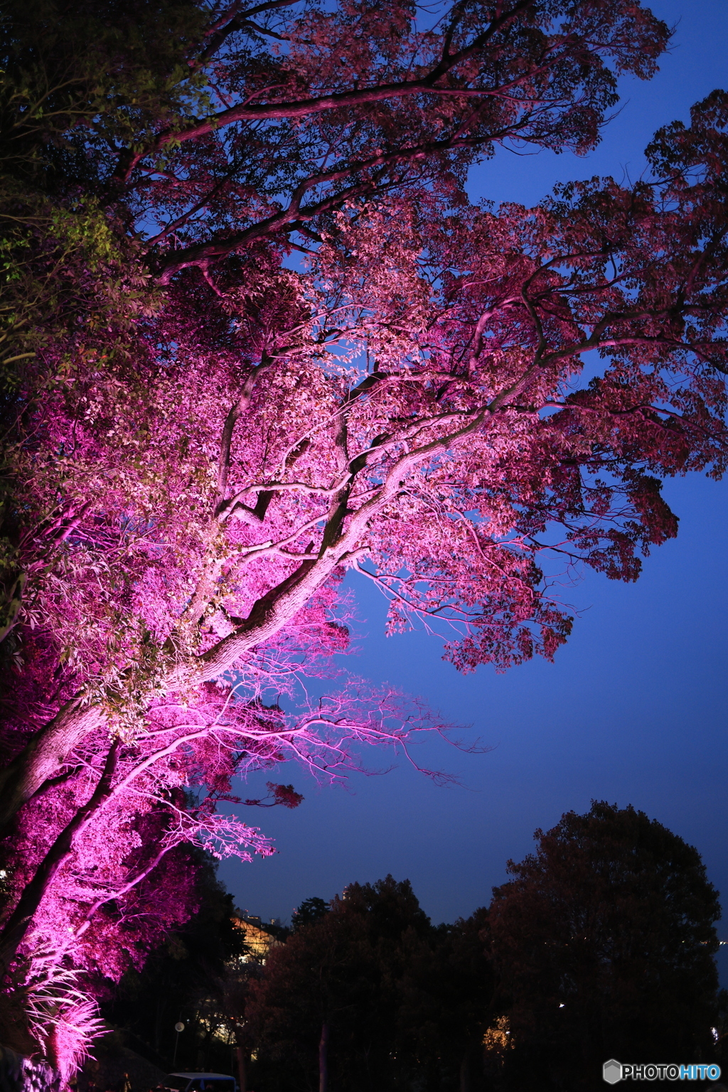 敦盛桜10