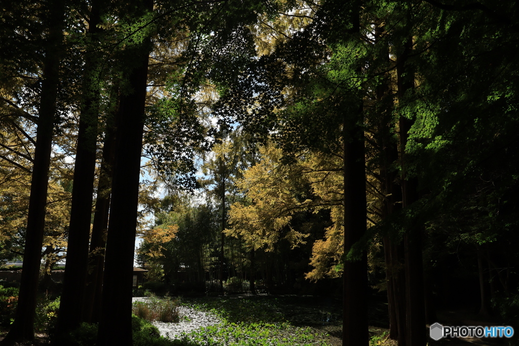 離宮公園の池面から