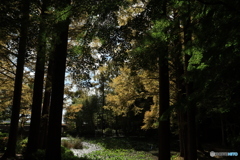 離宮公園の池面から