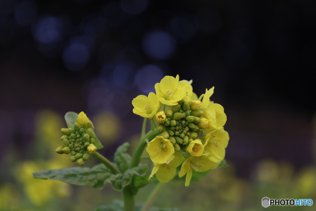 菜の花1