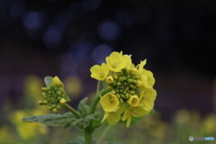 菜の花1