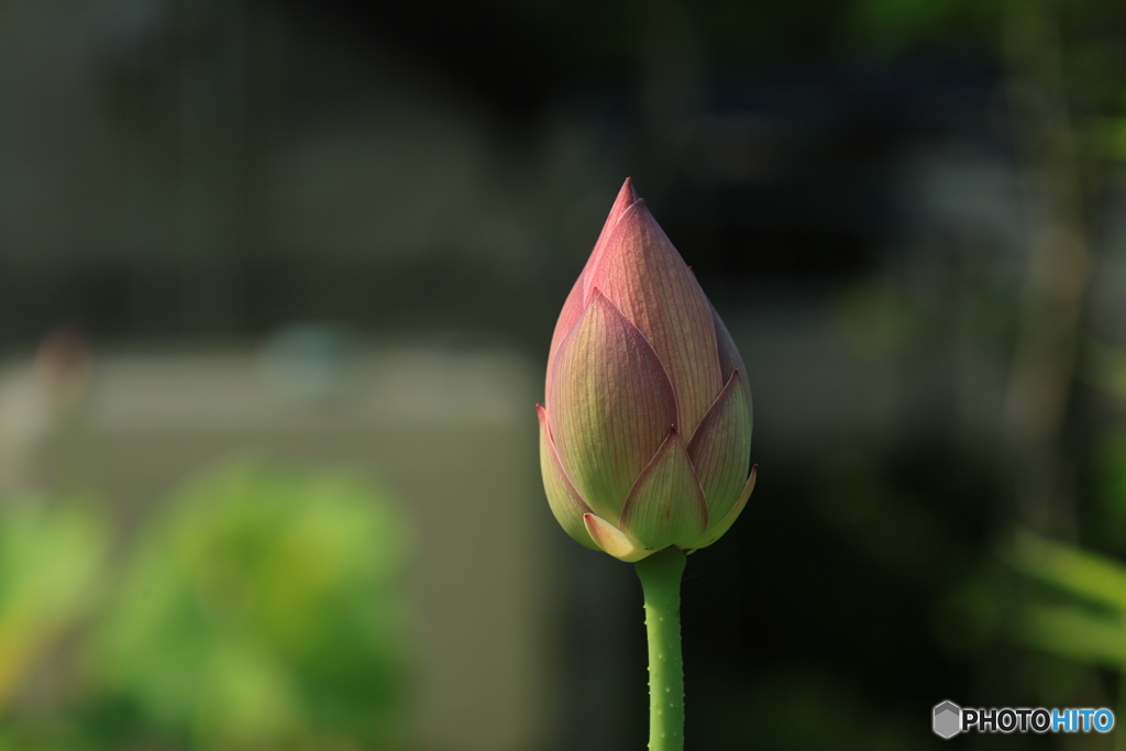 蓮の花1