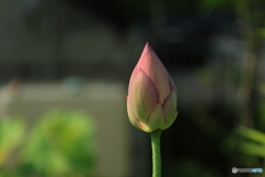 蓮の花1