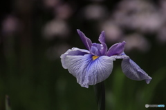 607菖蒲3