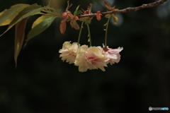 八重桜