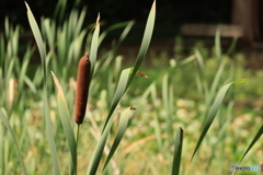 ちょっと食べれない？