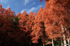 冬のメタセコイア並木