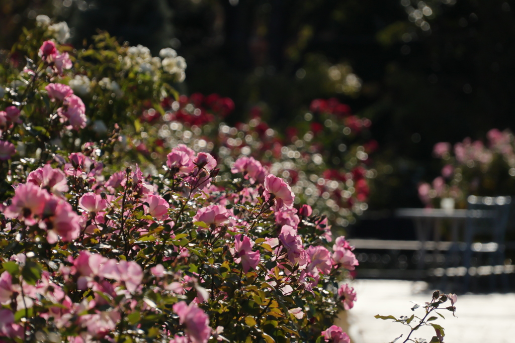 ③レンズ比較 16-300