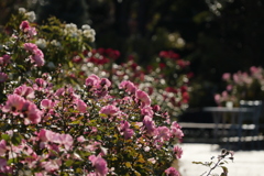 ③レンズ比較 16-300