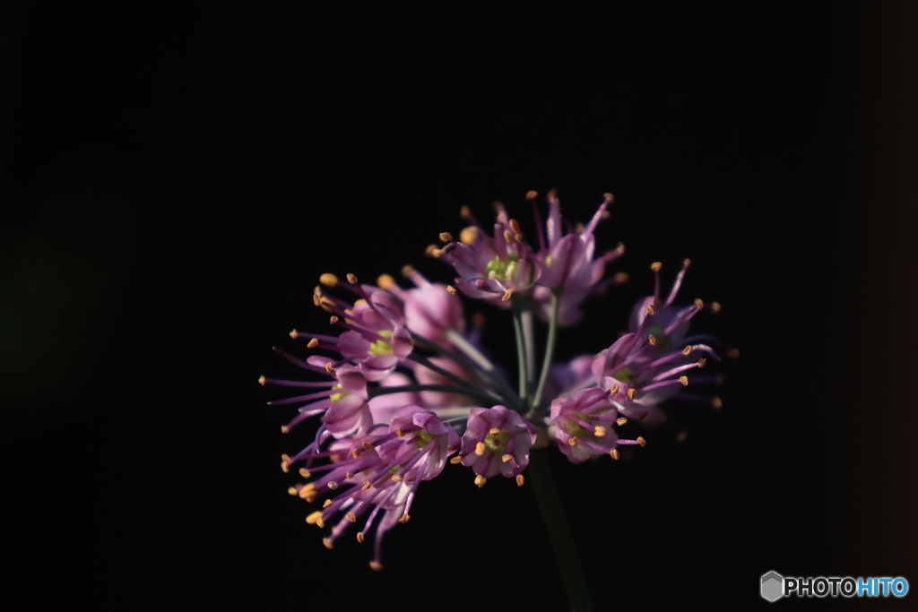 暗がりでチクチク