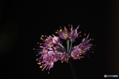 暗がりでチクチク