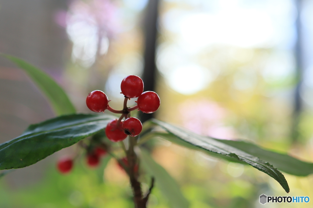 秋の山野草展36