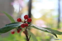 秋の山野草展36