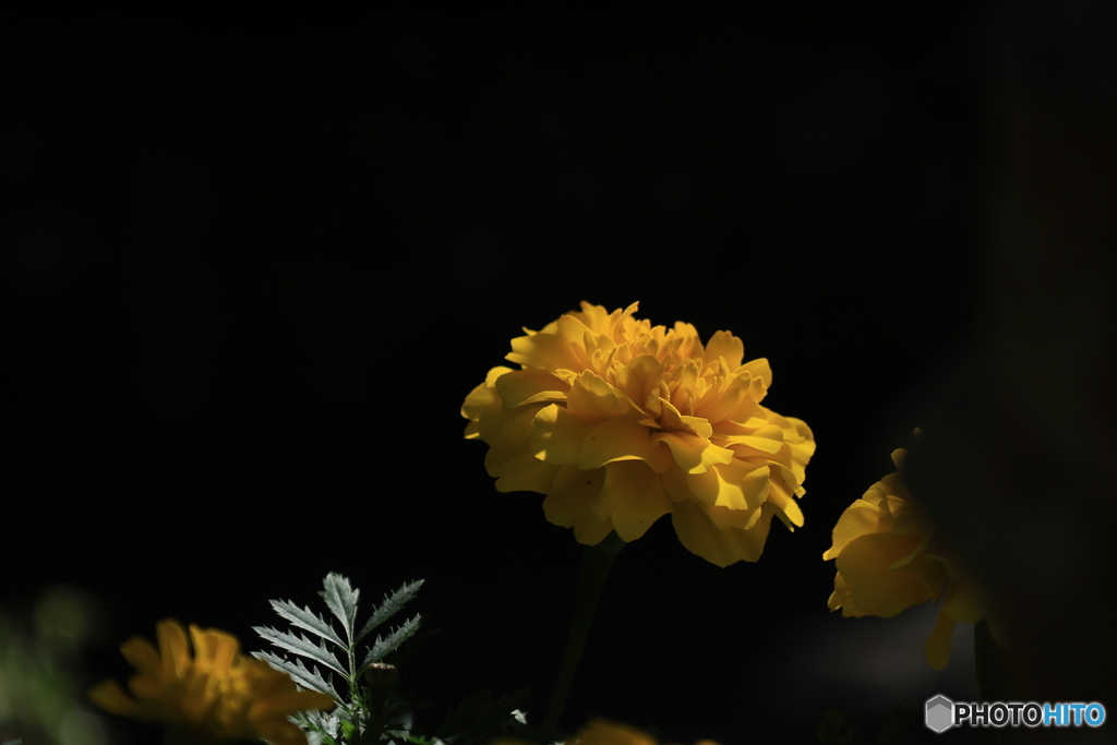 Marigold