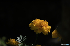 Marigold