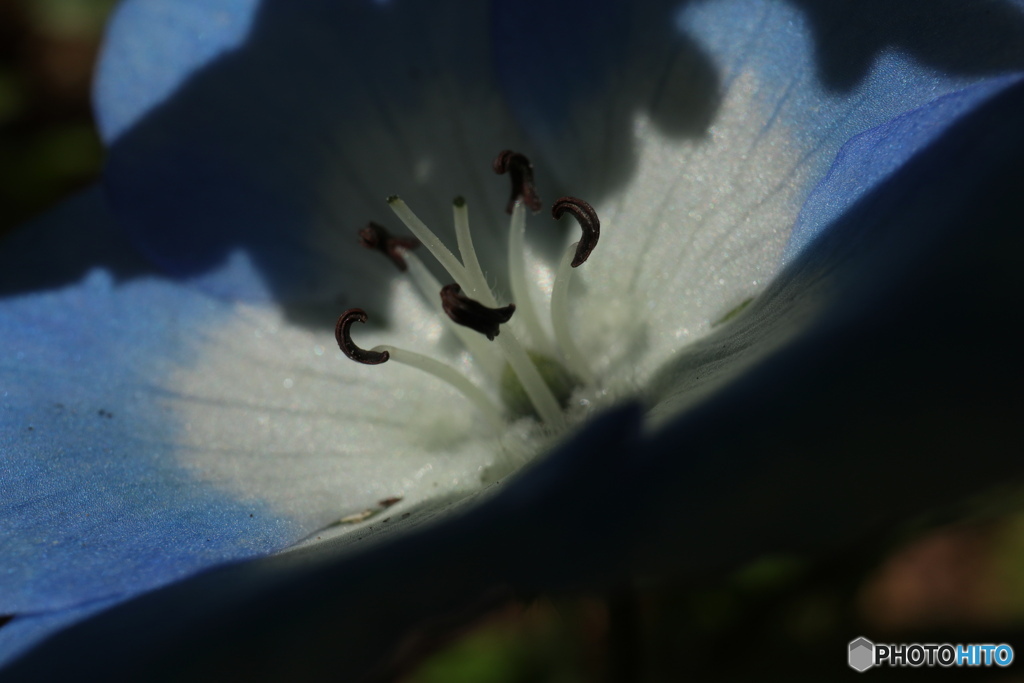 寄って見るネモフィラ3