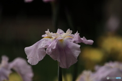 607菖蒲１