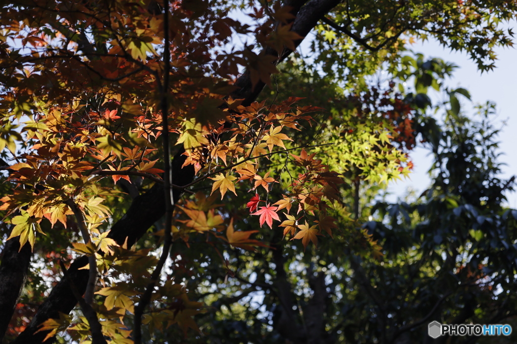 晩秋の相楽園17