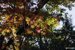 晩秋の相楽園17