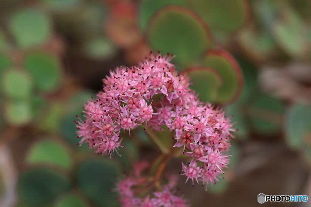 秋の山野草展18