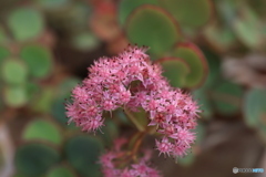 秋の山野草展18