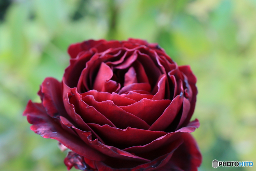 秋のバラ観賞会