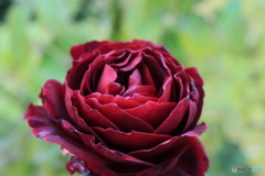 秋のバラ観賞会