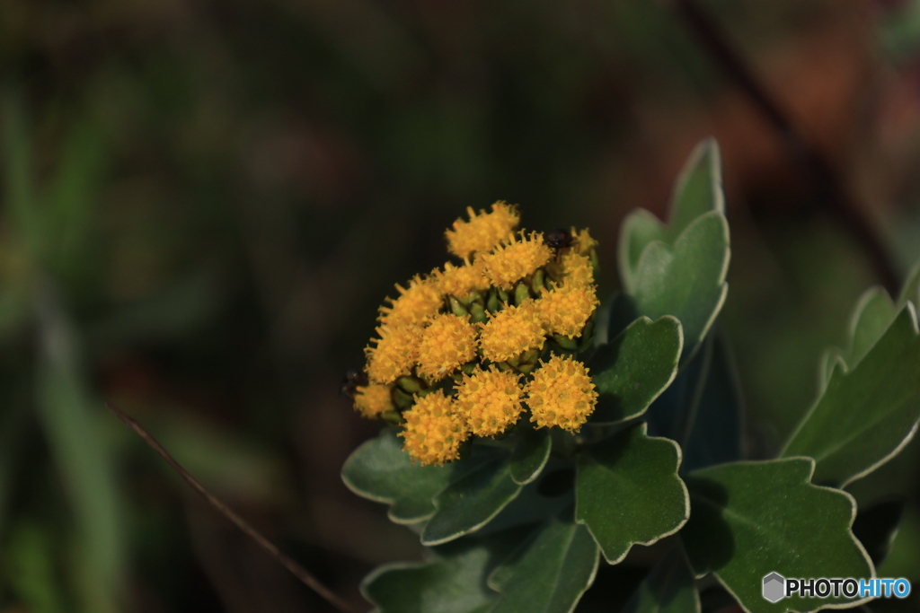 磯菊（イソギク）2