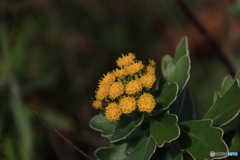 磯菊（イソギク）2