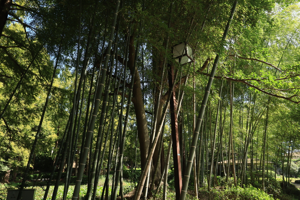 竹林3