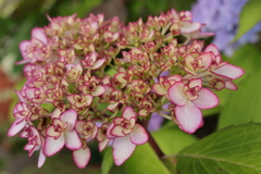 紫陽花