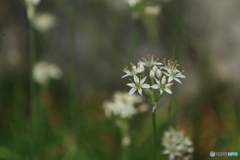 ニラの花
