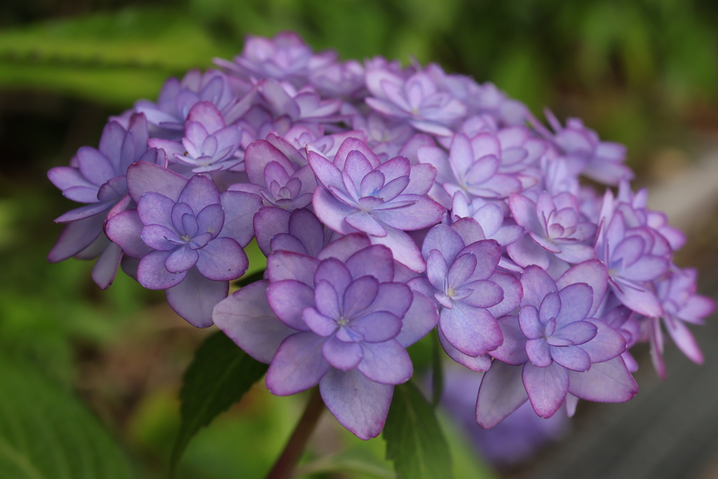 紫陽花