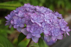 紫陽花