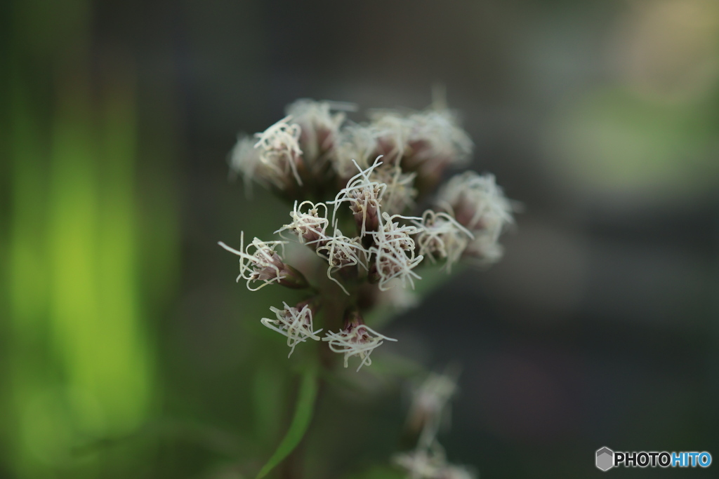 秋の山野草展37