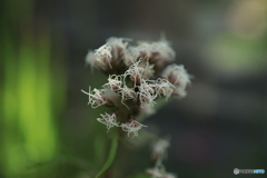 秋の山野草展37