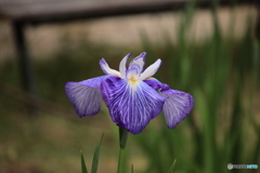 607菖蒲18